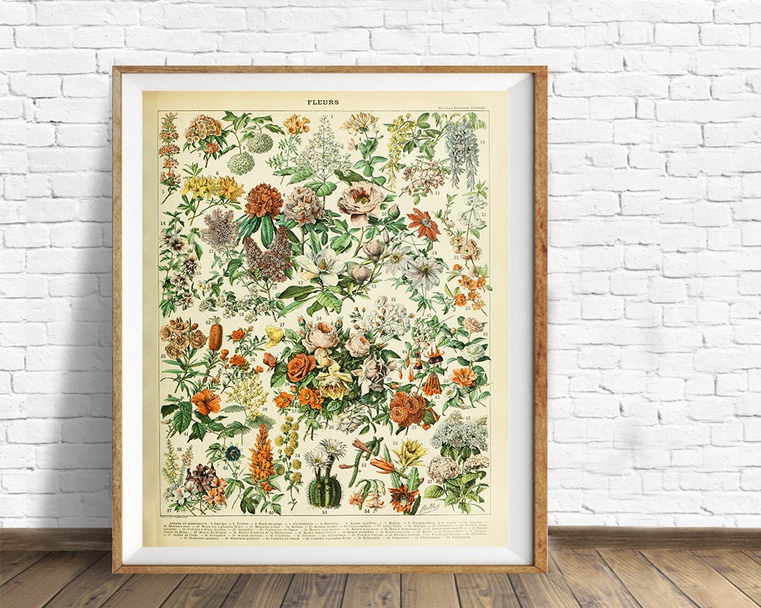 Decor Art Flower Print, vi995 Poster, Home Print French Art - French Vintage Flower Botanical Etsy Wall Fine Decor,