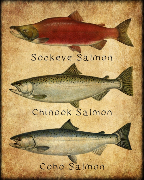 Salmon Poster Fish Print Sockeye Chinook Coho Salmon Print Fishing Poster  Wall Art Decor Man Cave vi352 