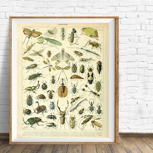 May include: Vintage illustration of insects, featuring a variety of beetles, butterflies, and other bugs. The image is in a classic style with detailed drawings and vibrant colours.