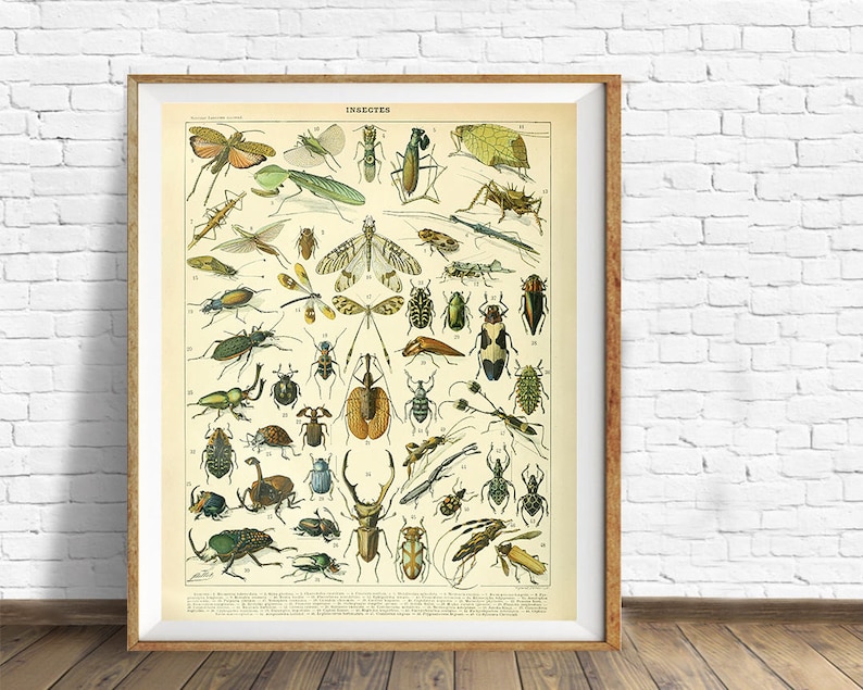 May include: Vintage illustration of insects, featuring a variety of beetles, butterflies, and other bugs. The image is in a classic style with detailed drawings and vibrant colours.