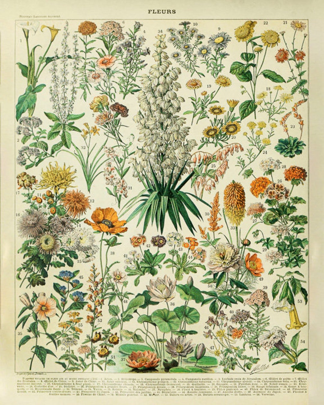 イギリス アンティーク ボタニカルアート / 植物画 多色石版