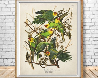 Könnte beinhalten: Eine Vintage-Illustration einer Gruppe von grünen und gelben Carolina-Papageien, die auf Ästen sitzen. Die Illustration trägt den Titel "Carolina Parrot" und enthält den wissenschaftlichen Namen "Psittacus Carolinensis".