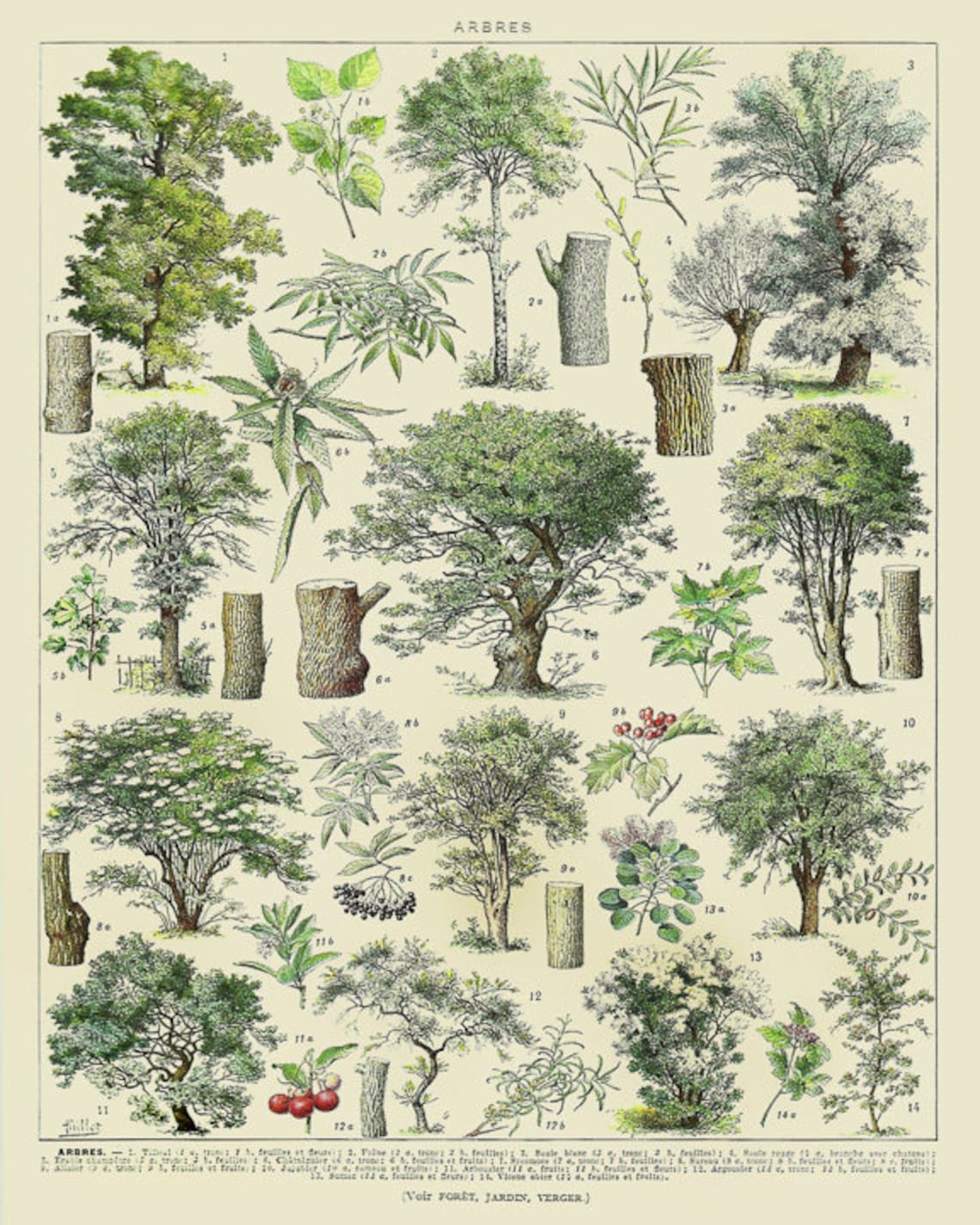 Vintage Tree Print, French Tree Chart Botanical Print Illustration Tree ...