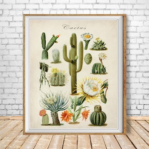 Póster de cactus vintage, impresión de cactus, impresión botánica vintage, impresión suculenta, arte de pared para decoración del hogar #vi1535