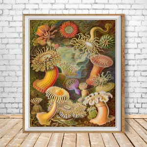Ocean Art Print, Anemone Poster, Ernst Haeckel Print Bathroom Decor Beach House Decor Marine Art Wall Art #vi1256 image 1