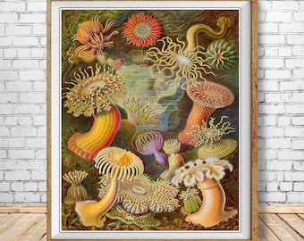 Ocean Art Print, Anemone Poster, Ernst Haeckel Print Bathroom Decor Beach House Decor Marine Art Wall Art #vi1256