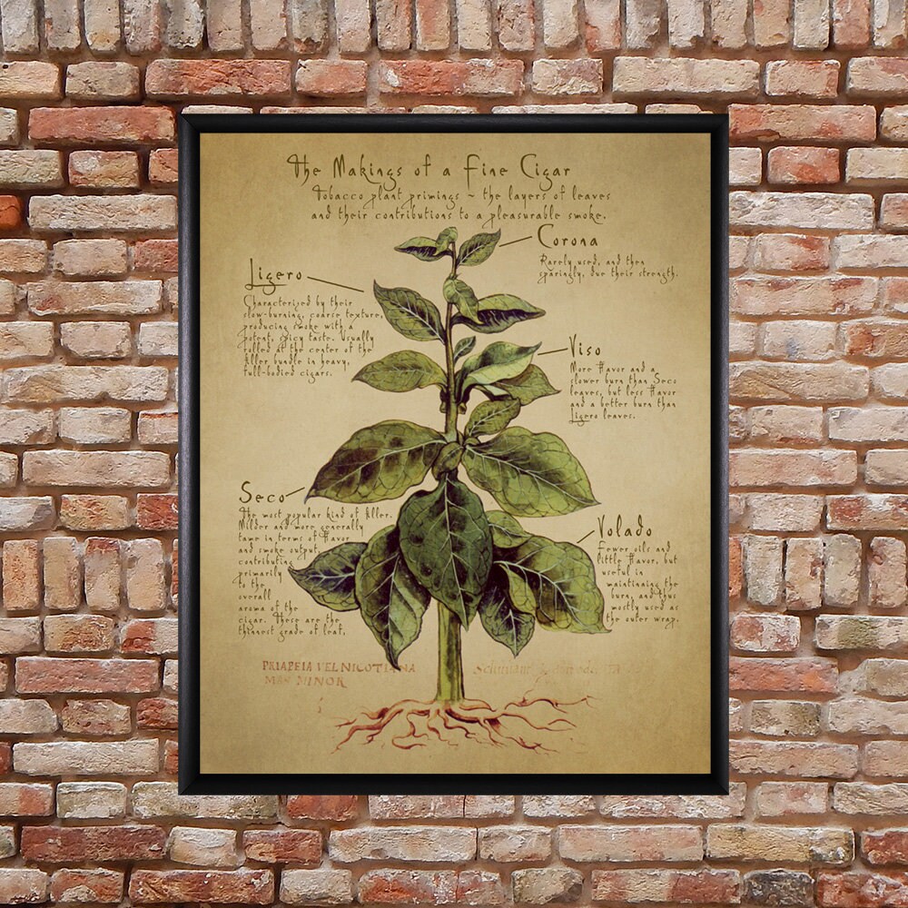 Cigar Art Tobacco Cigar Print Smoker Gifts Man Cave Decor Cigar Poster  Fathers Day Wall Art Leaf Primings #vi1181