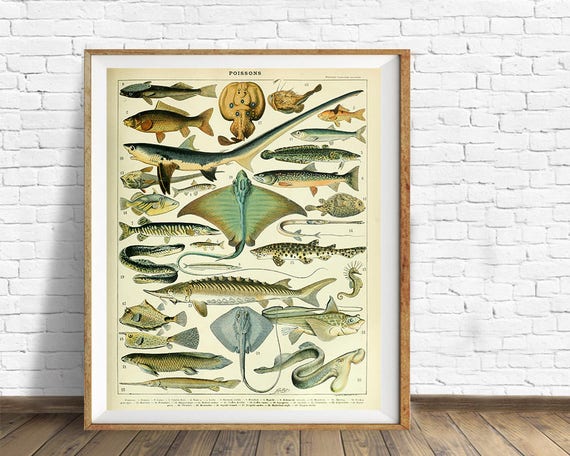 Vintage Fish Print, French Fish Chart Biology Poster Fishing Illustration  Wall Art Home Decor vi1012 -  Canada