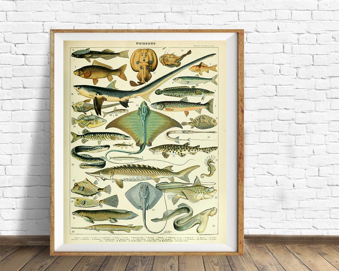 Vintage Fish Print, French Fish Chart Biology Poster Fishing