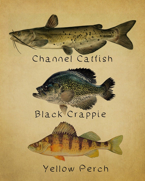 Fish Poster Fish Print Catfish Perch Crappie Freshwater Fishing Poster Wall  Art Decor Man Cave vi348 