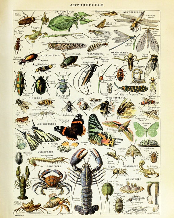 Butterfly Chart