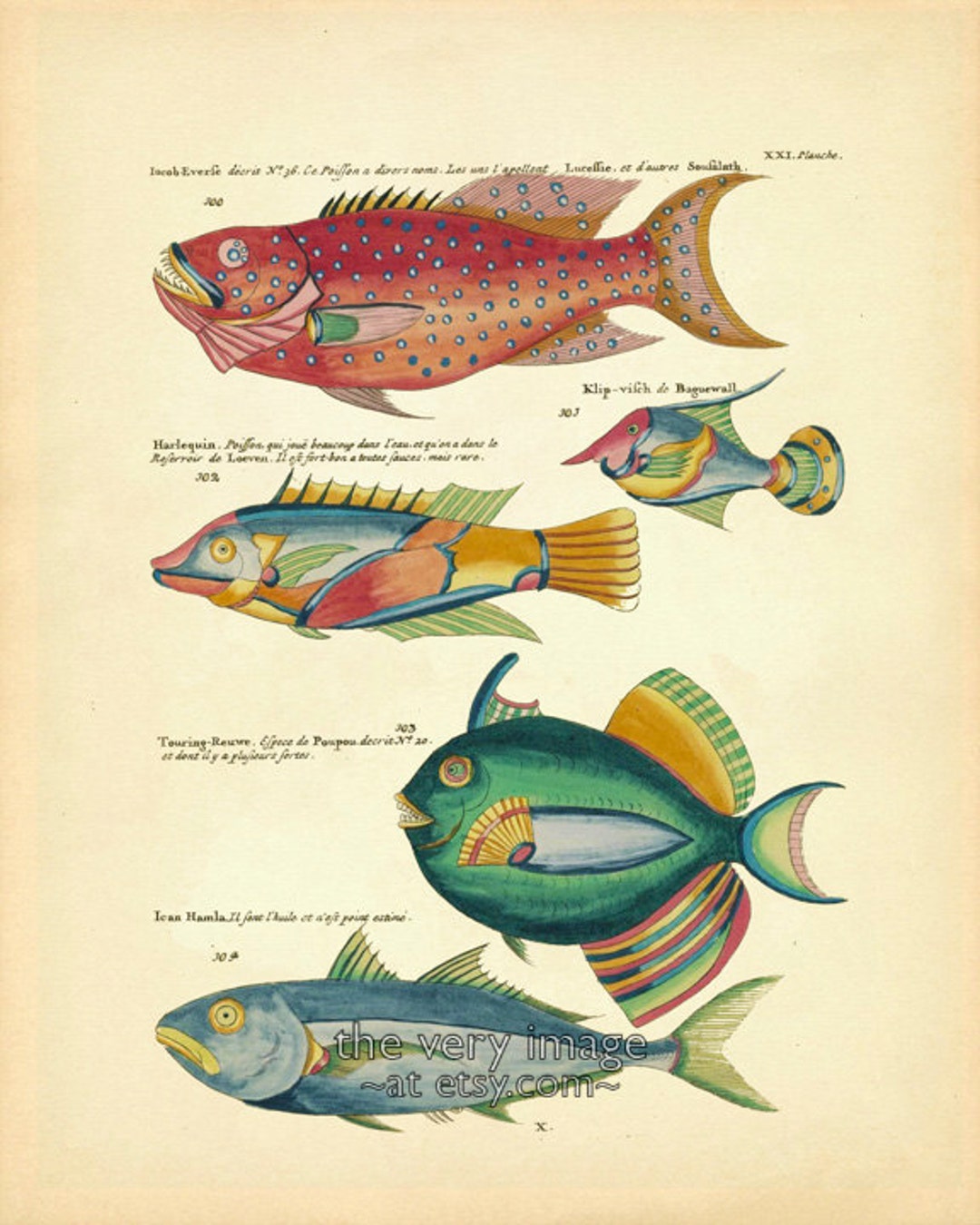 Couch 1878 Antique Fish 絵図 Vintage Fish Print, Colorful Fish Art, French Bookplate, Fish