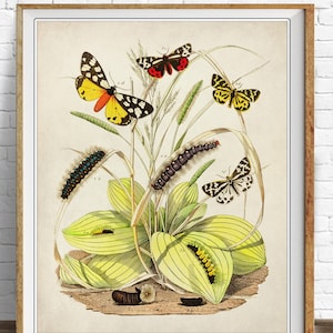 Vintage Butterfly Poster, Vintage Botanical Print, Butterfly Print, Butterfly Art, Butterfly Decor Insect #vi1447