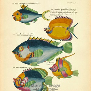 Vintage Fish Print, Colorful Fish Art, French Bookplate, Fish Poster, Kitchen Decor Nursery Art Home Decor #vi596