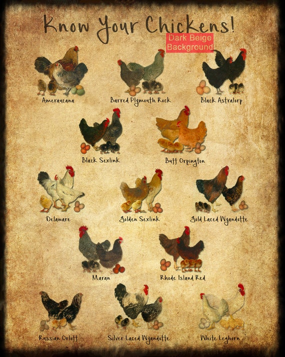 Chicken Breeds Chart With Pictures