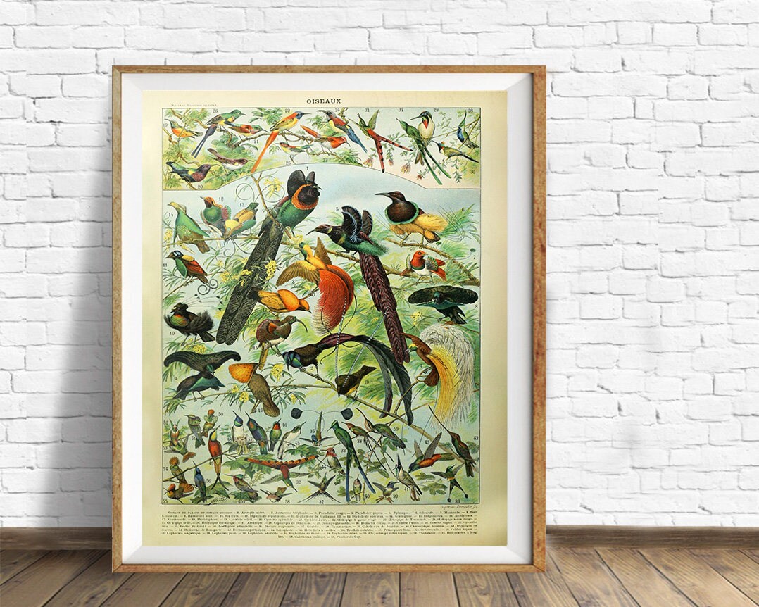 アート・デザイン・音楽 CLASSIC NATURAL HISTORY PRINTS BIRDS 81ODbitCBDL._AC_SY200_QL15_.jpg