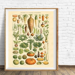 May include: Vintage botanical illustration of various vegetables and root vegetables, including carrots, onions, garlic, potatoes, and pumpkins. The image is titled "Legumes et Plantes Potag&egrave;res" in French.