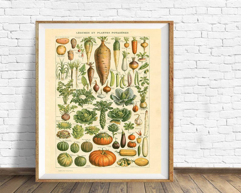 May include: Vintage botanical illustration of various vegetables and root vegetables, including carrots, onions, garlic, potatoes, and pumpkins. The image is titled "Legumes et Plantes Potag&egrave;res" in French.