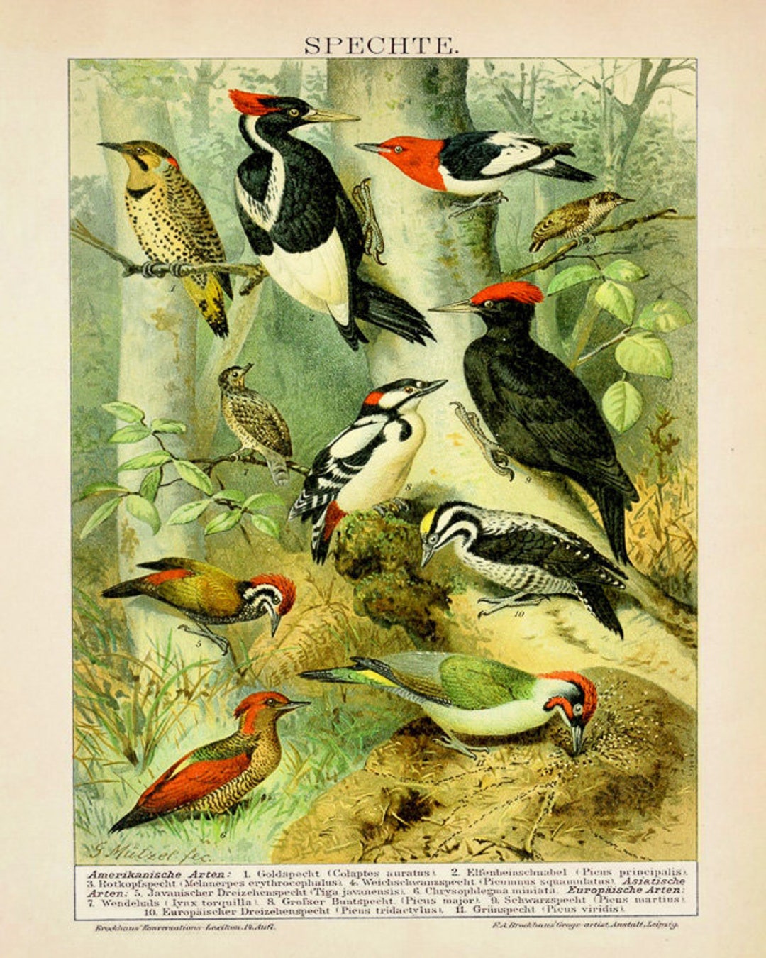 Vintage Bird Poster, Antique Woodpecker Print, Woodpecker