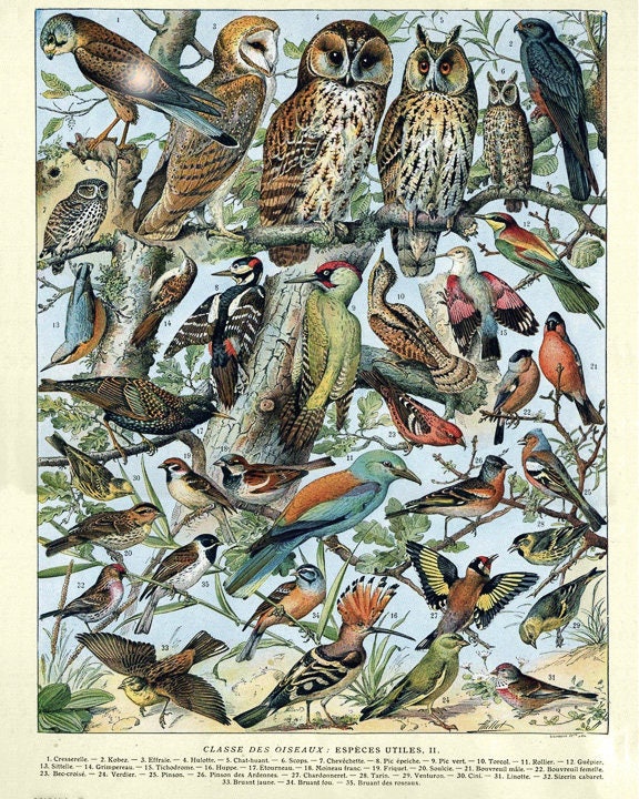 Vintage Bird Print French Bird Poster Ornithology Print Gifts for