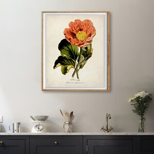 Puede incluir: Una ilustraci&oacute;n bot&aacute;nica vintage de una peon&iacute;a rosa con hojas verdes. La ilustraci&oacute;n est&aacute; enmarcada en un marco dorado y tiene el texto "Peony Paeonia officinalis" impreso debajo de la flor.
