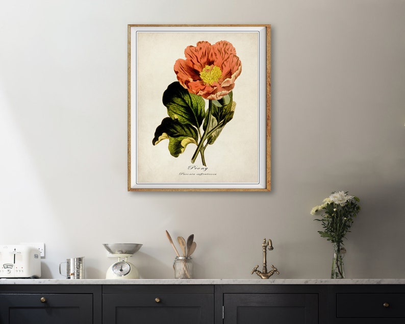 Puede incluir: Una ilustraci&oacute;n bot&aacute;nica vintage de una peon&iacute;a rosa con hojas verdes. La ilustraci&oacute;n est&aacute; enmarcada en un marco dorado y tiene el texto "Peony Paeonia officinalis" impreso debajo de la flor.
