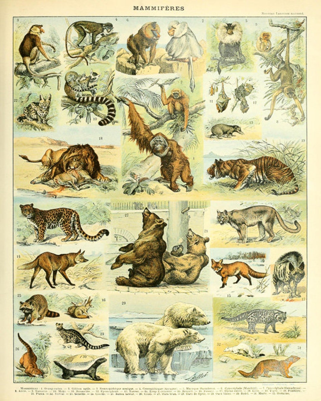 Vintage Animal Print, Mammal Chart French Biology Poster