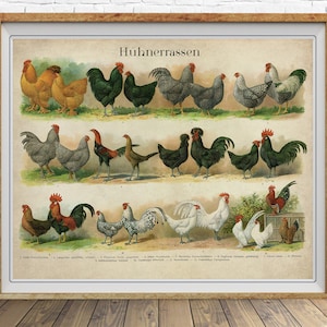 Vintage Chicken Poster - Chicken Breeds Chart Print - German Poultry Print - Chicken Illustration #vi1642