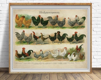 Vintage Chicken Poster - Chicken Breeds Chart Print - German Poultry Print - Chicken Illustration #vi1642