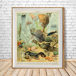 Vintage Oceanography Print, French Fish Poster Ocean Print Beach House Decor Marine Wall Art Home Decor #vi1007