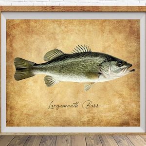 Largemouth Bass Poster, Vintage Fish Print, Fishing Decor, Bass Print, Gifts for Fisherman, Fathers Day Gift, Man Cave #vi1825