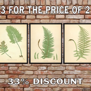 Fern Print Set of 3 - Sale Discount - Fern Poster - Vintage Botanical Illustration Home Decor Book Plate #vi518