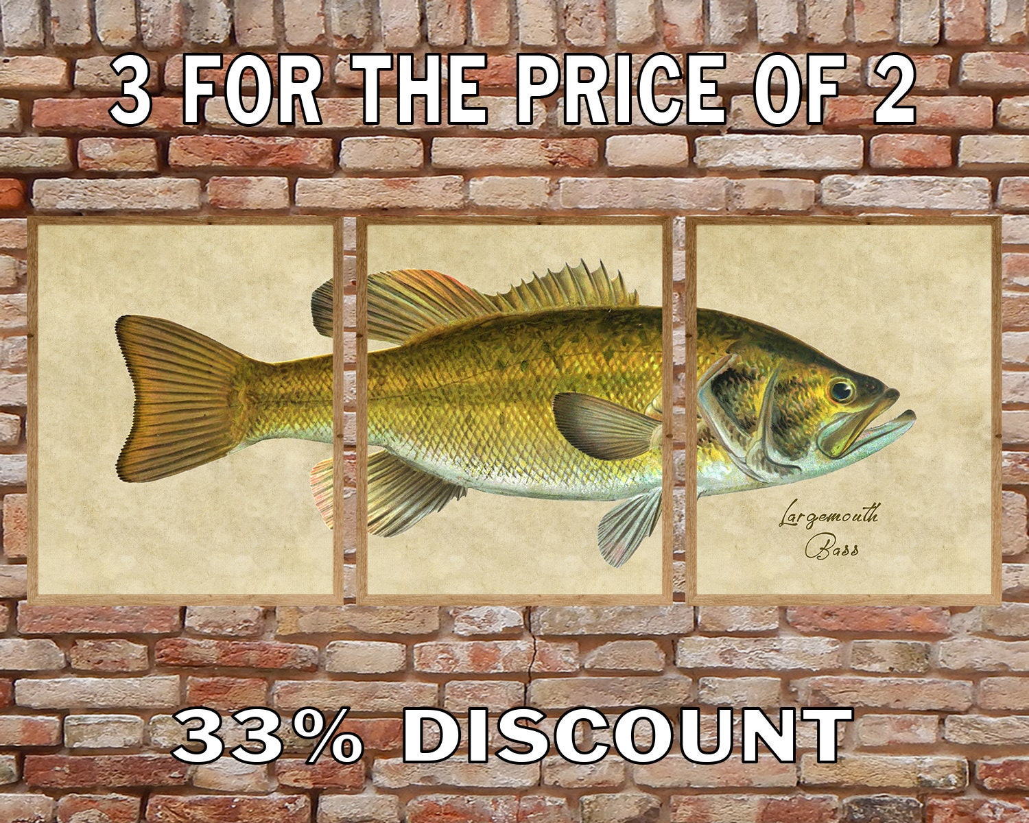Largemouth Bass Print, Set of 3, Fish Print, Bass Poster, Gifts