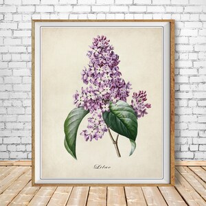 May include: A vintage botanical illustration of a lilac flower with purple blossoms and green leaves. The image is labeled "Lilac" at the bottom.