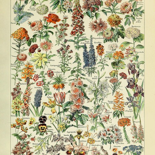 Vintage Flower Poster French Flower Decor French Botanical - Etsy
