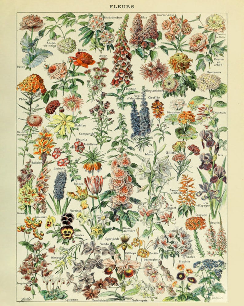 Vintage Flower Poster French Flower Decor French Botanical