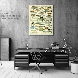 K&ouml;nnte beinhalten: Vintage-Illustration verschiedener Fischarten auf wei&szlig;em Hintergrund. Das Bild ist gerahmt und bereit zum Aufh&auml;ngen. Die ungef&auml;hre Gr&ouml;&szlig;e der montierten Leinwand betr&auml;gt 61x76 cm.