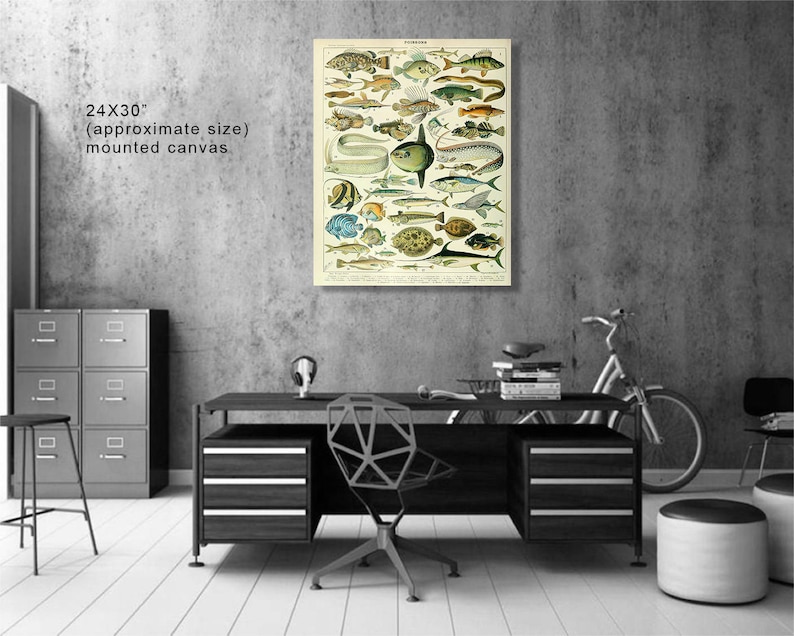 K&ouml;nnte beinhalten: Vintage-Illustration verschiedener Fischarten auf wei&szlig;em Hintergrund. Das Bild ist gerahmt und bereit zum Aufh&auml;ngen. Die ungef&auml;hre Gr&ouml;&szlig;e der montierten Leinwand betr&auml;gt 61x76 cm.