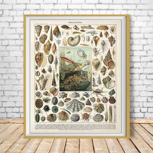 Vintage Seashell Print, French Seashell Poster Ocean Print Beach House Decor Marine Wall Art Home Decor #vi1020
