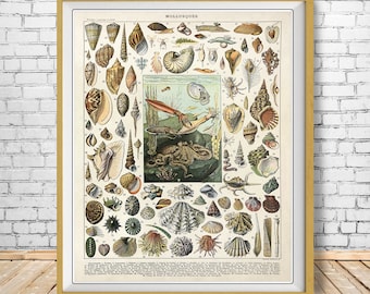 Vintage Seashell Print, French Seashell Poster Ocean Print Beach House Decor Marine Wall Art Home Decor #vi1020