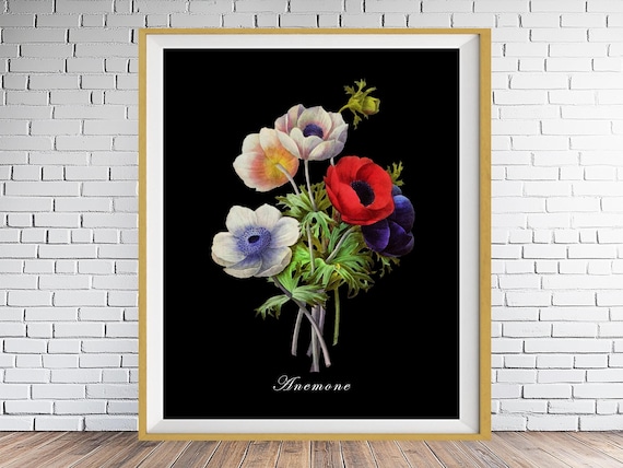 Botanical Print with Black Background, Anemone Print, Flower Poster, Redoute, Vintage Botanical Decor, Anemone Poster, Flower Decor #vi783