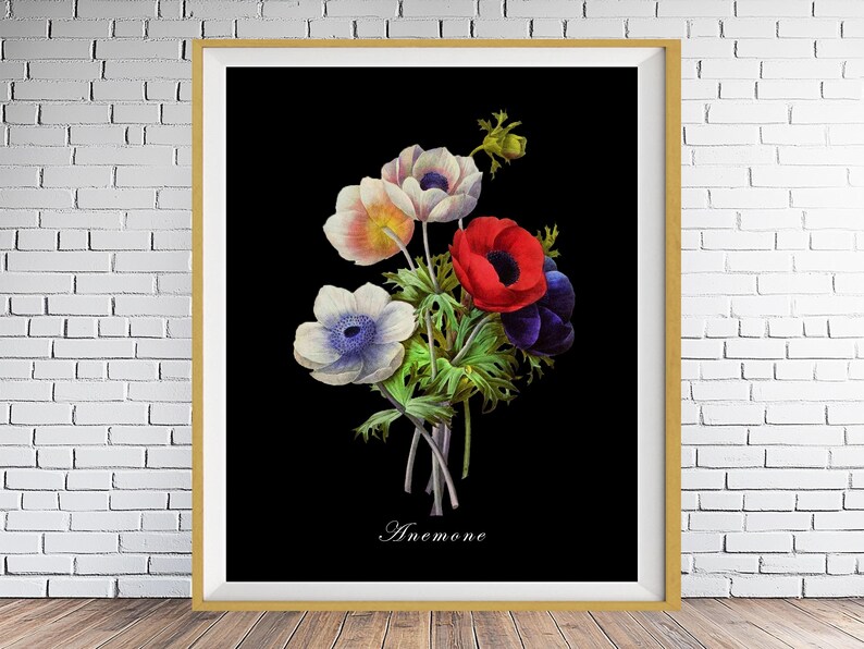 May include: A framed botanical illustration of a bouquet of white, red, and blue anemones on a black background. The text "Anemone" is printed below the flowers.