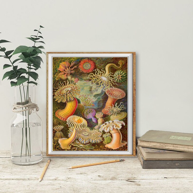 Ocean Art Print, Anemone Poster, Ernst Haeckel Print Bathroom Decor Beach House Decor Marine Art Wall Art #vi1256 image 6
