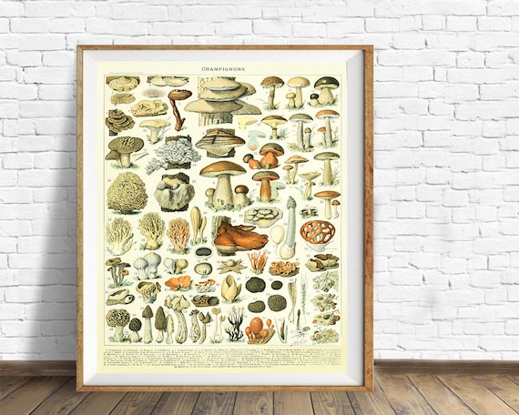Vintage Mushroom Poster, Mushroom Print, French Botanical Print