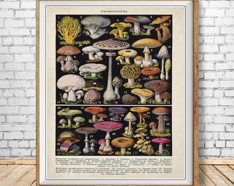 Vintage Mushroom Poster, French Mushroom Print, Botanical Print, Mushroom Art Home Decor Wall Art #vi1619