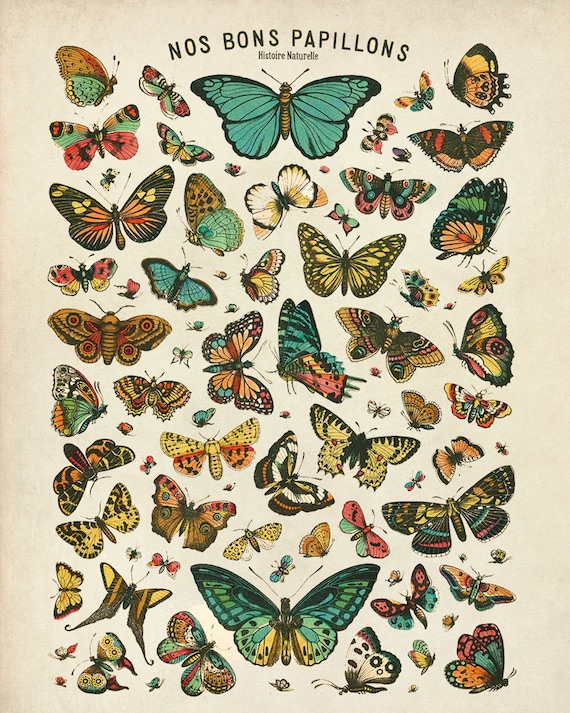 Butterflies Vintage Poster Insect Antique Illustration Canvas Prints Home Decor