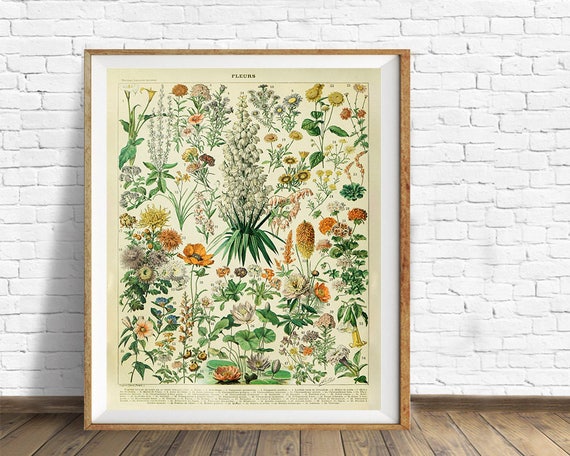 Vintage Home - vi998 Wall Art French Print Flower Fine French Botanical Decor Etsy Decor, Poster, Print, Flower Art