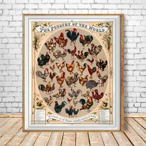 Chicken Poster - Chicken Breeds Chart Print - Vintage Poultry Print - Poultry Illustration Home Decor #vi1520