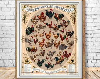 Chicken Poster - Chicken Breeds Chart Print - Vintage Poultry Print - Poultry Illustration Home Decor #vi1520