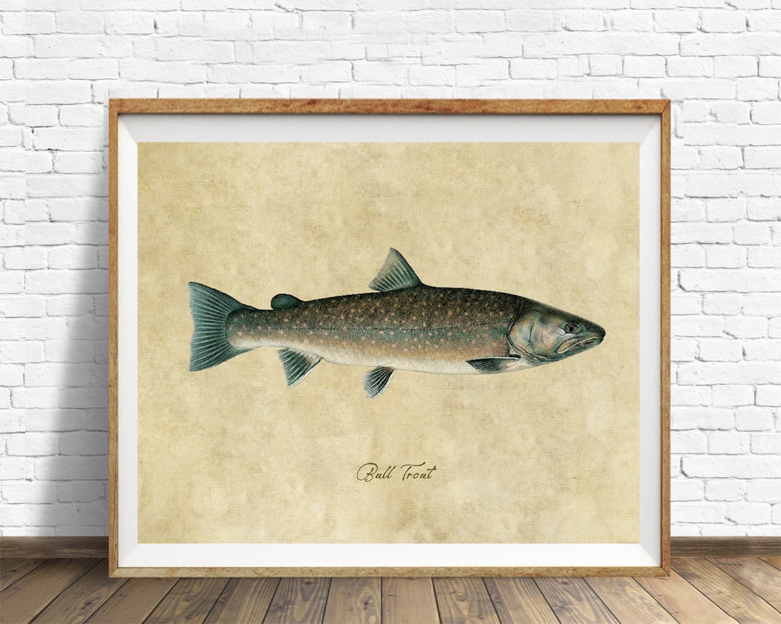 Bull Trout Art Fishing Poster Trout Print Gifts for Etsy